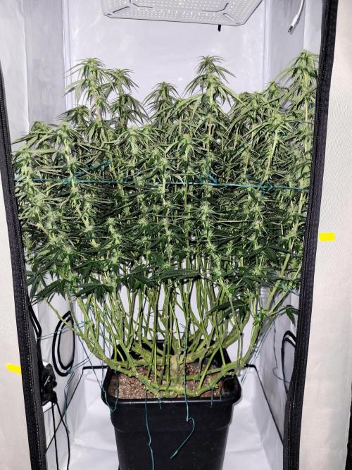 Super Skunk Automatic. Week 11