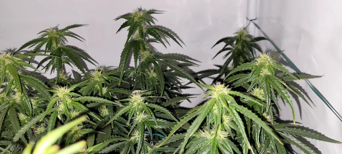 Super Skunk Automatic. Week 11