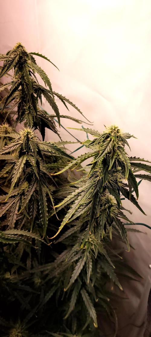 2 Round Super Skunk Automatic. Week 12 - 76 day