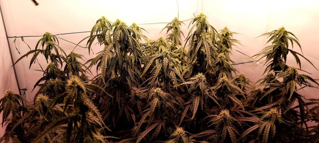 2 Round Super Skunk Automatic. Week 12 - 76 day