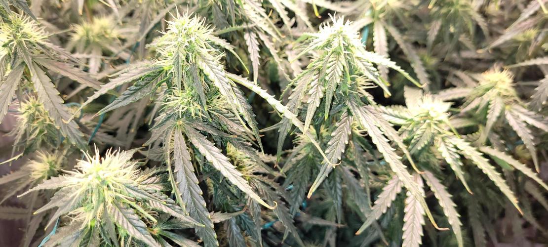 2 Round Super Skunk Automatic. Week 12 - 76 day