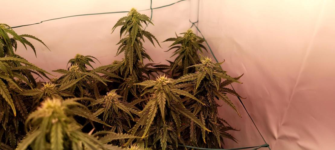 2 Round Super Skunk Automatic. Week 12 - 76 day