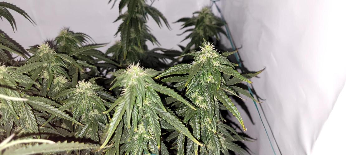 2 Round Super Skunk Automatic. Week 12 - 76 day