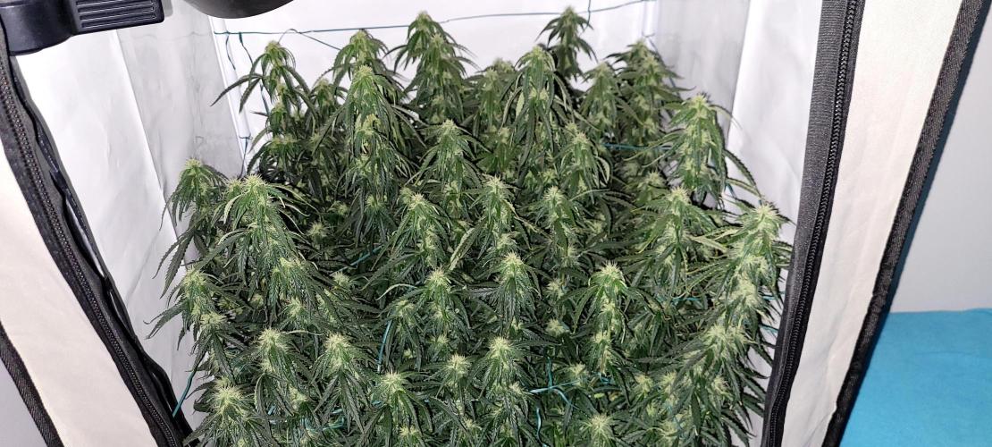 2 Round Super Skunk Automatic. Week 12 - 76 day