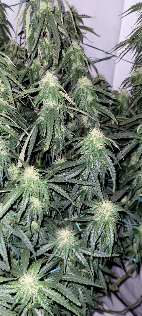 2 Round Super Skunk Automatic. Week 12 - 76 day