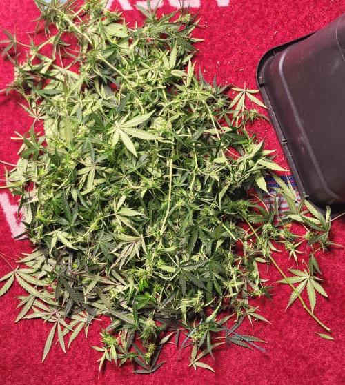 2 Round Super Skunk Automatic. Week 12 - Today we promised each other we wouldn't touch each other anymore