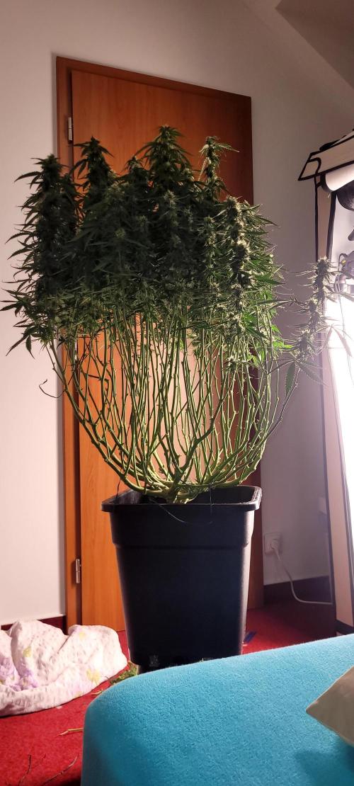 2 Round Super Skunk Automatic. Week 12 - 78 day