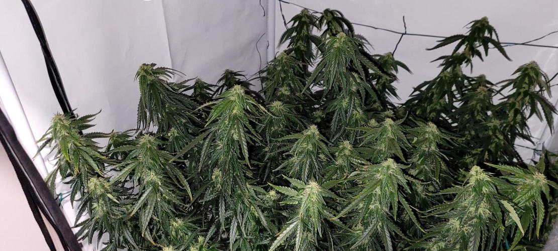 2 Round Super Skunk Automatic. Week 12