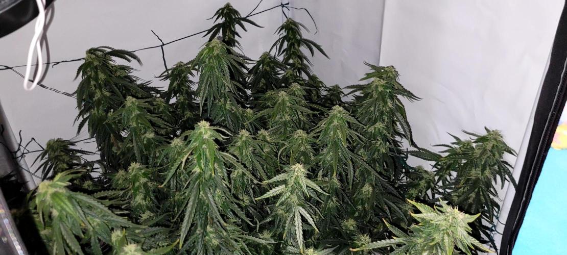 2 Round Super Skunk Automatic. Week 12
