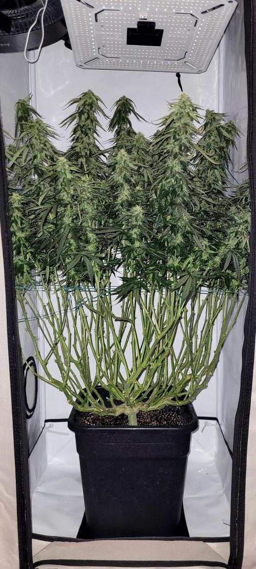 2 Round Super Skunk Automatic. Week 12