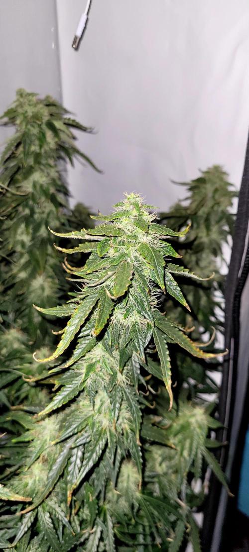 2 Round Super Skunk Automatic. Week 13