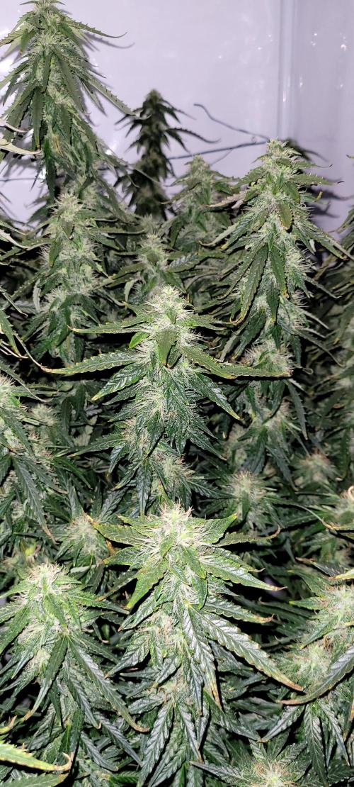 2 Round Super Skunk Automatic. Week 13