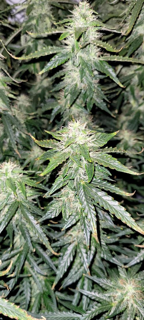 2 Round Super Skunk Automatic. Week 13