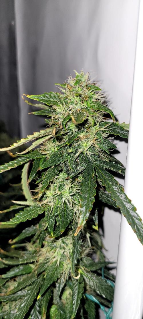 2 Round Super Skunk Automatic. Week 13