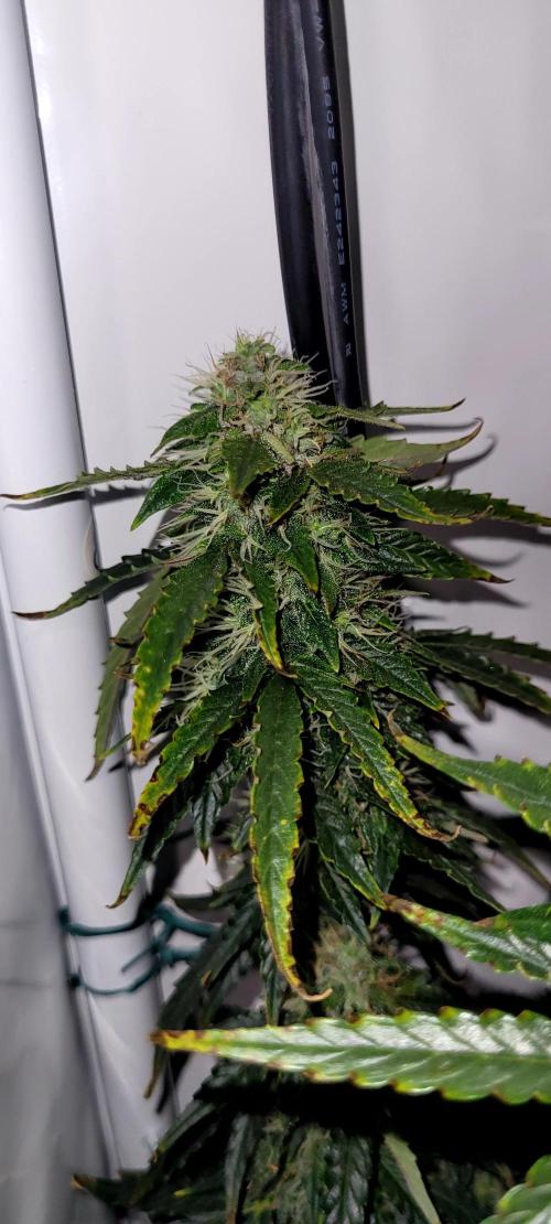 2 Round Super Skunk Automatic. Week 13