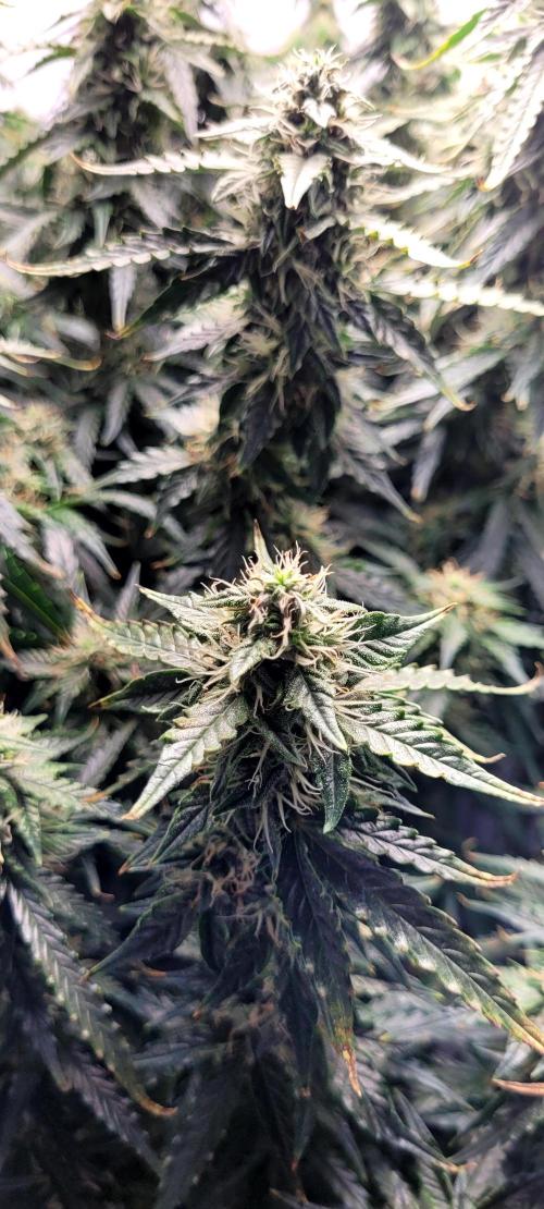 2 Round Super Skunk Automatic. Week 13