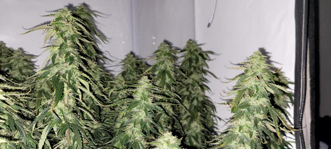 2 Round Super Skunk Automatic. Week 13