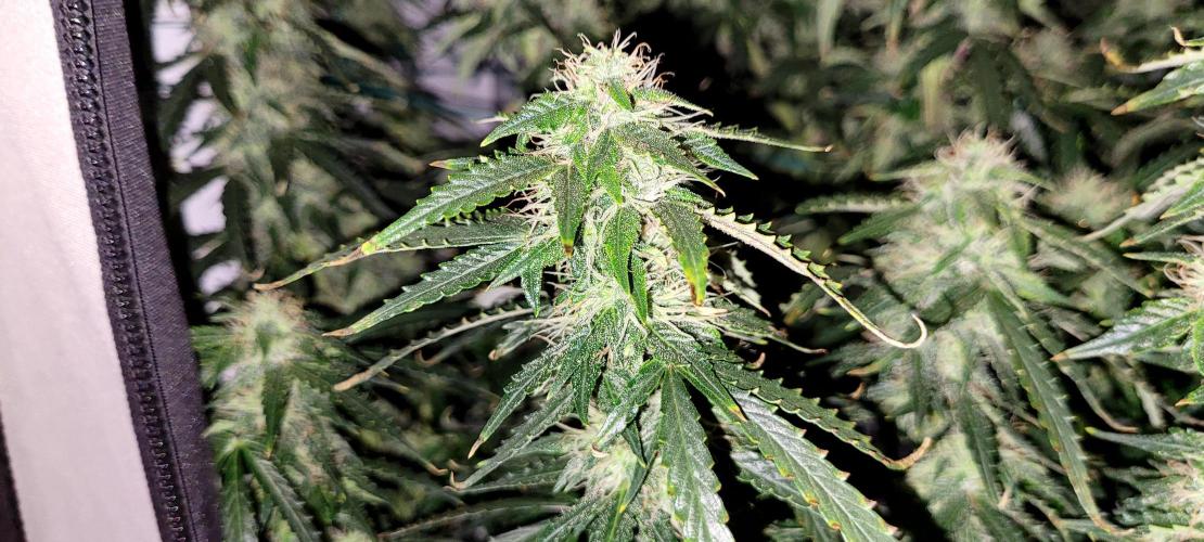 2 Round Super Skunk Automatic. Week 13
