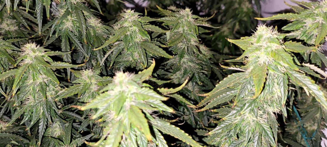 2 Round Super Skunk Automatic. Week 13