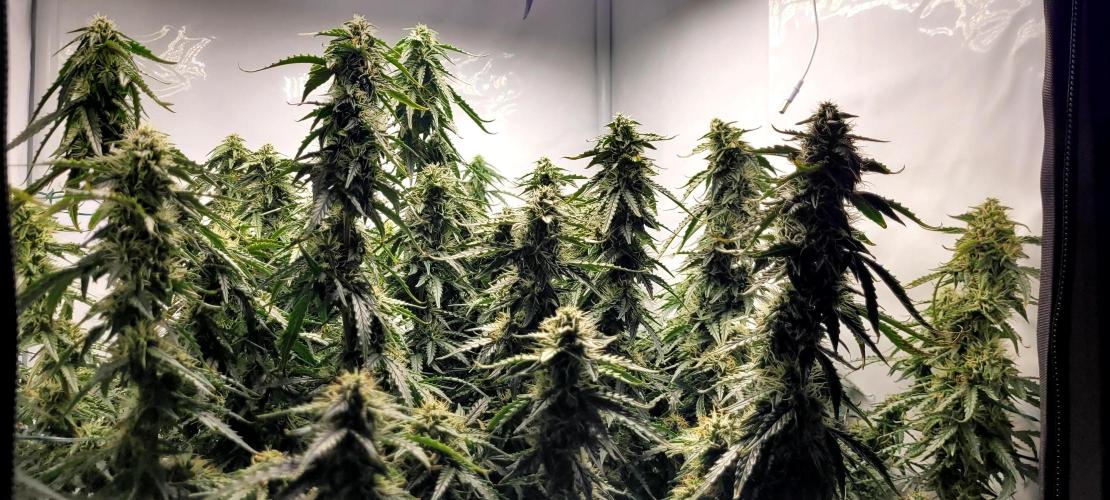 2 Round Super Skunk Automatic. Week 13