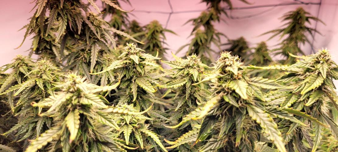 2 Round Super Skunk Automatic. Week 13