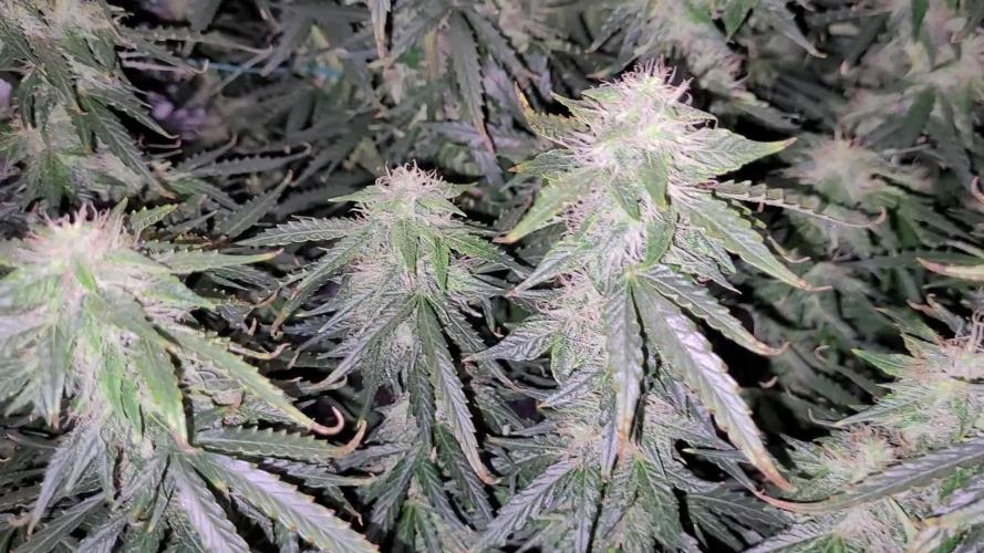 2 Round Super Skunk Automatic