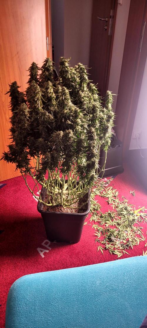 2 Round Super Skunk Automatic. Week 14