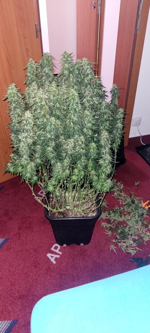 2 Round Super Skunk Automatic. Week 14