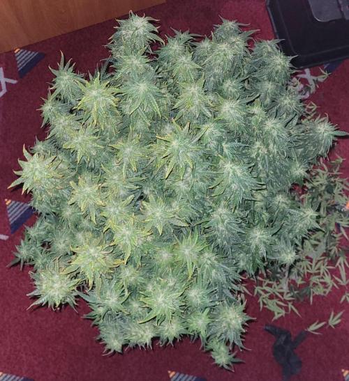 2 Round Super Skunk Automatic. Week 14