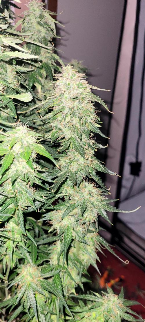 2 Round Super Skunk Automatic. Week 14