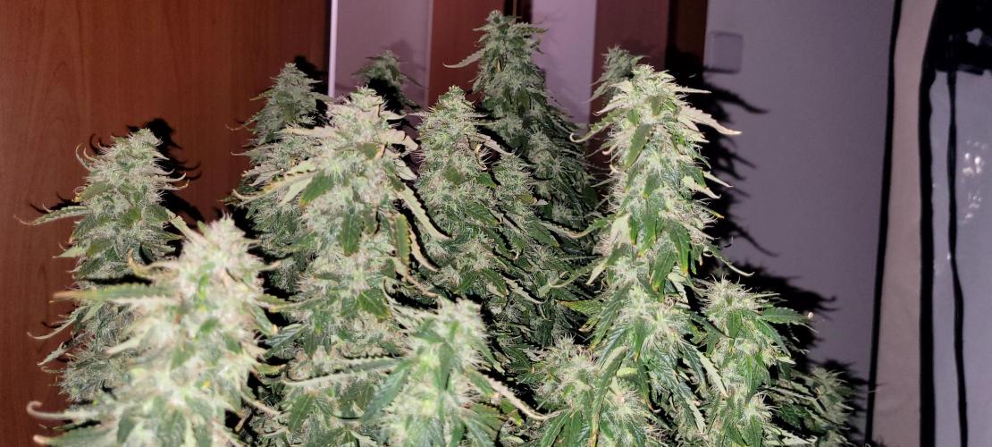 2 Round Super Skunk Automatic. Week 14