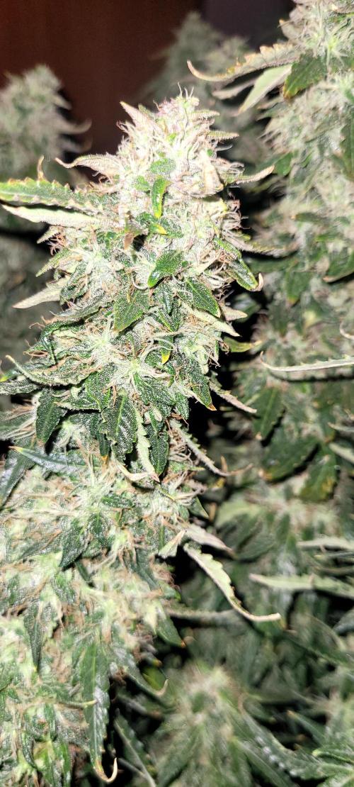 2 Round Super Skunk Automatic. Week 14