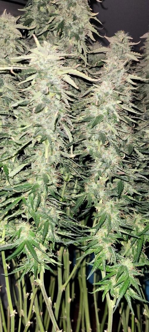 2 Round Super Skunk Automatic. Week 14