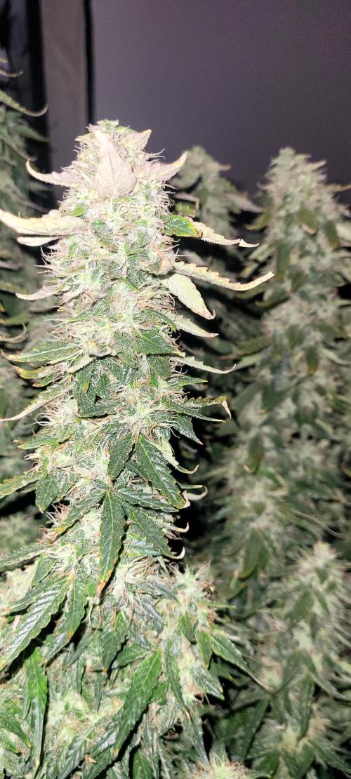 2 Round Super Skunk Automatic. Week 14