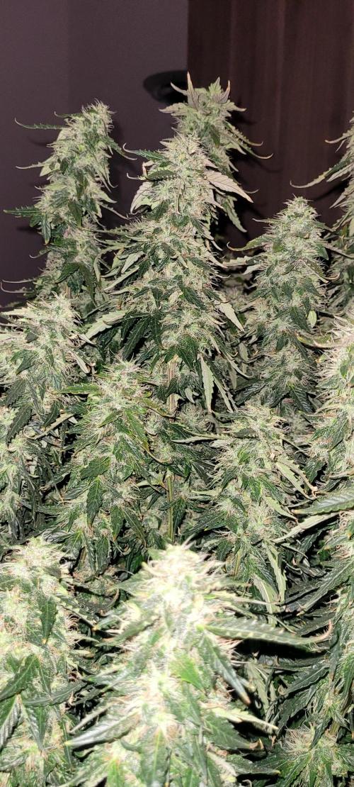 2 Round Super Skunk Automatic. Week 14