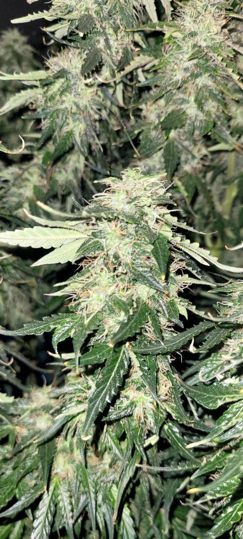 2 Round Super Skunk Automatic. Week 14