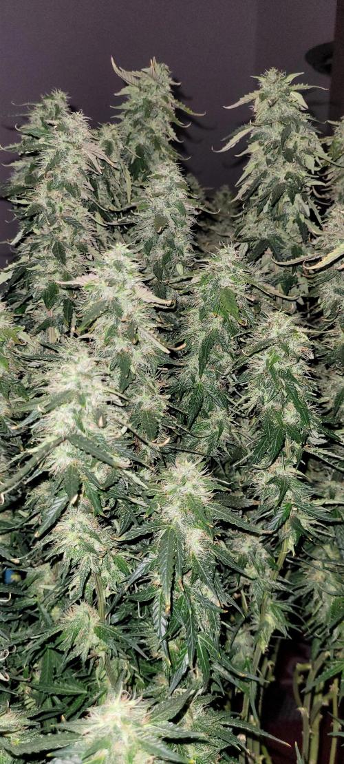 2 Round Super Skunk Automatic. Week 14