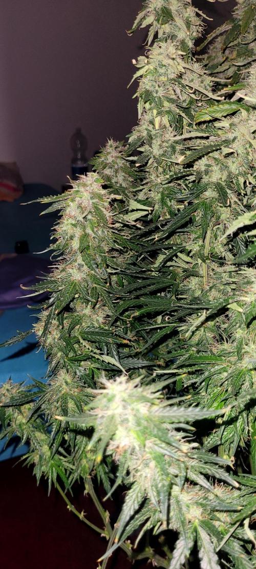 2 Round Super Skunk Automatic. Week 14