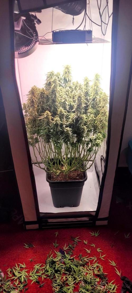 2 Round Super Skunk Automatic. Week 14