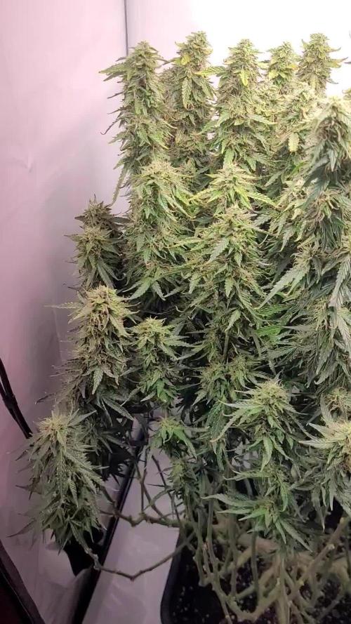 2 Round Super Skunk Automatic