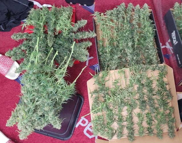 2 Round Super Skunk Automatic. Week 15 - Hodně muziky