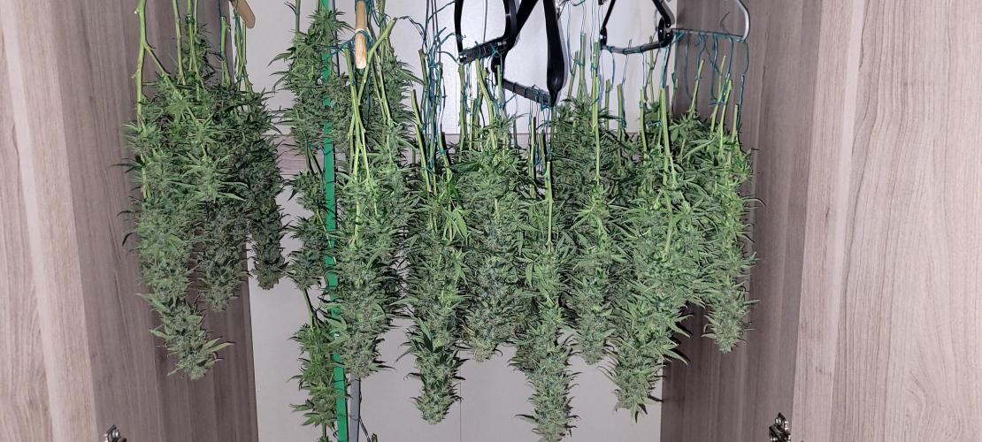 2 Round Super Skunk Automatic. Week 15