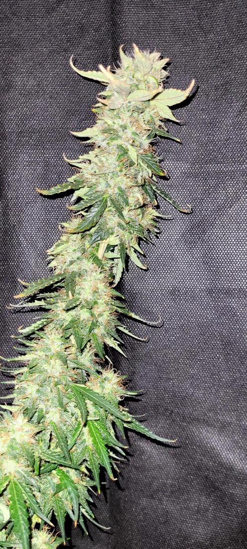 2 Round Super Skunk Automatic. Week 15