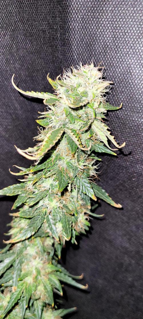 2 Round Super Skunk Automatic. Week 15