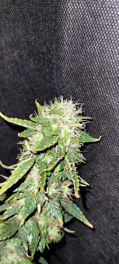 2 Round Super Skunk Automatic. Week 15