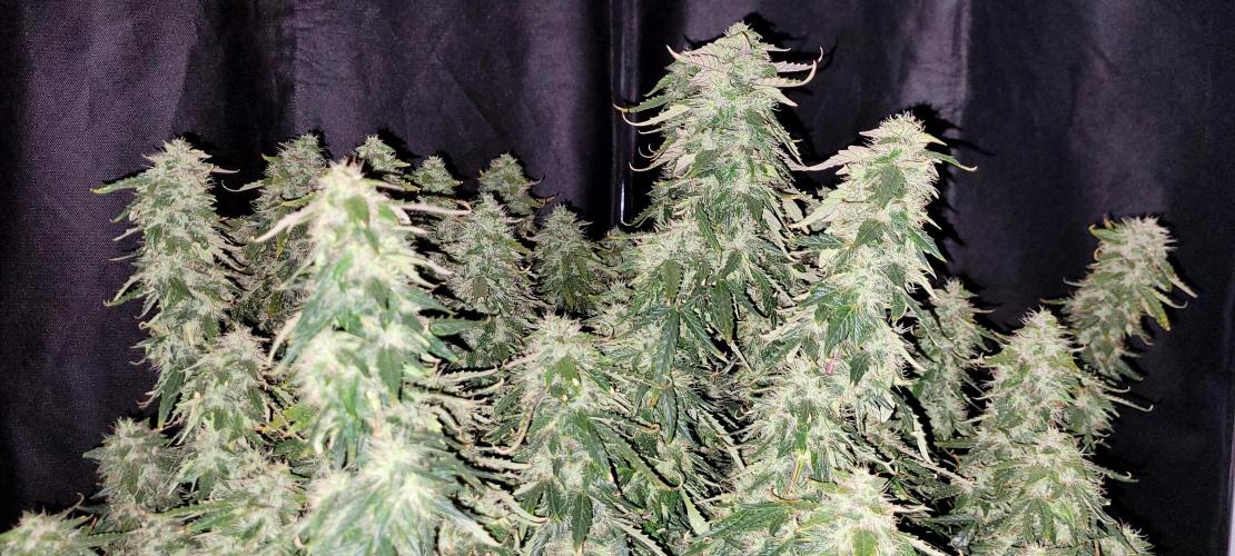2 Round Super Skunk Automatic. Week 15