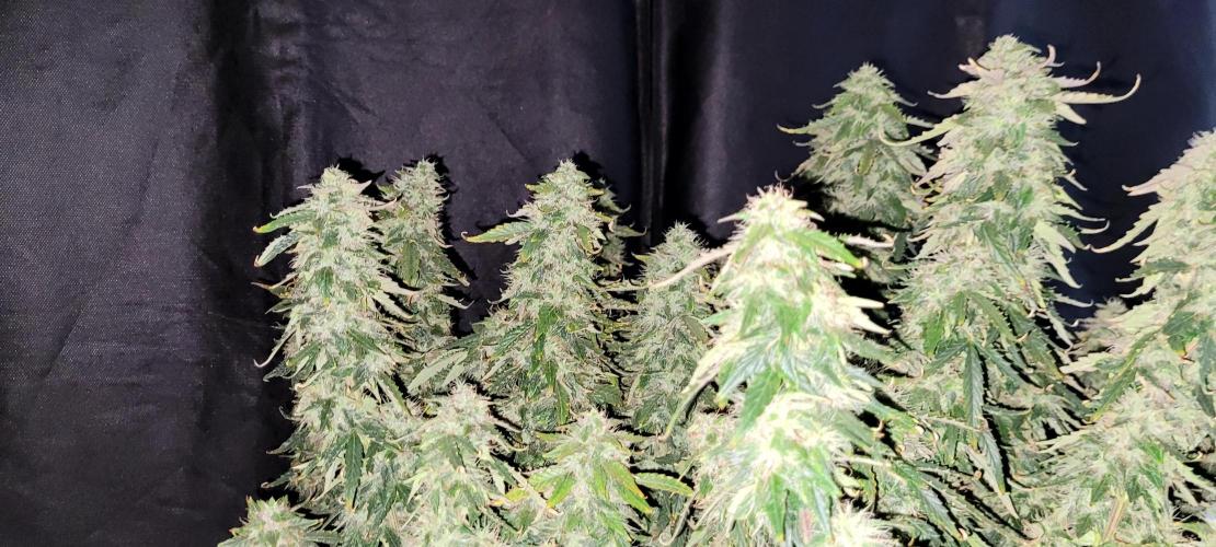 2 Round Super Skunk Automatic. Week 15