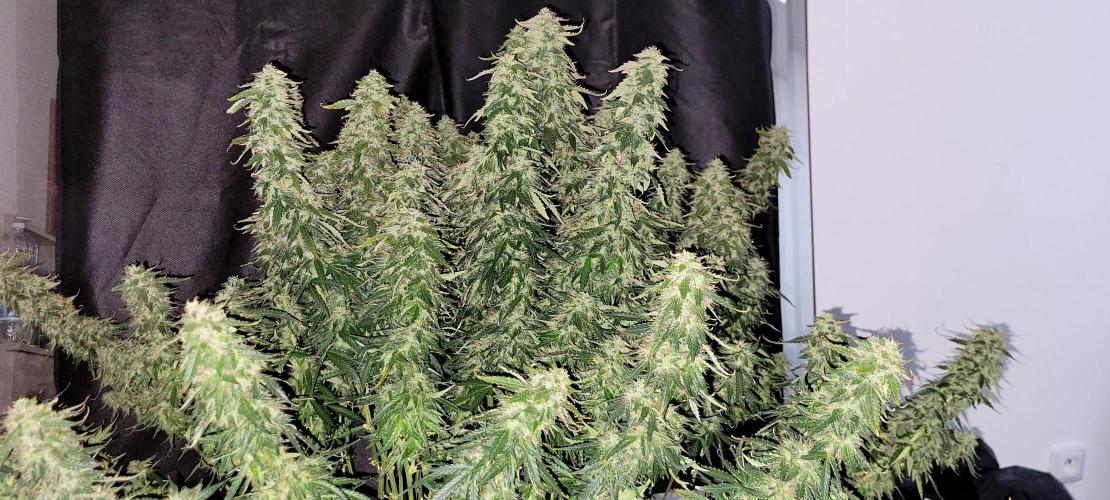 2 Round Super Skunk Automatic. Week 15