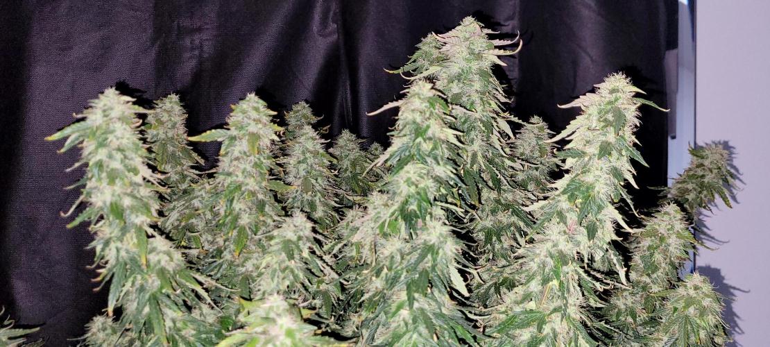 2 Round Super Skunk Automatic. Week 15