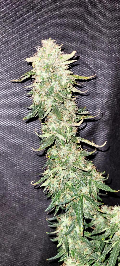 2 Round Super Skunk Automatic. Week 15